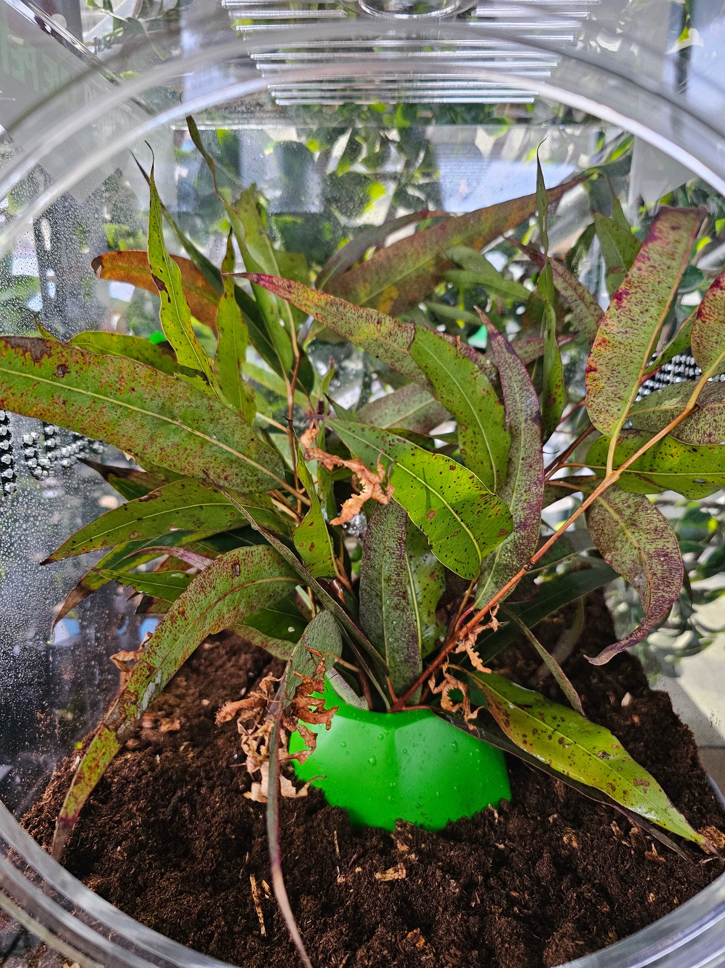 Live Spiny leaf insects