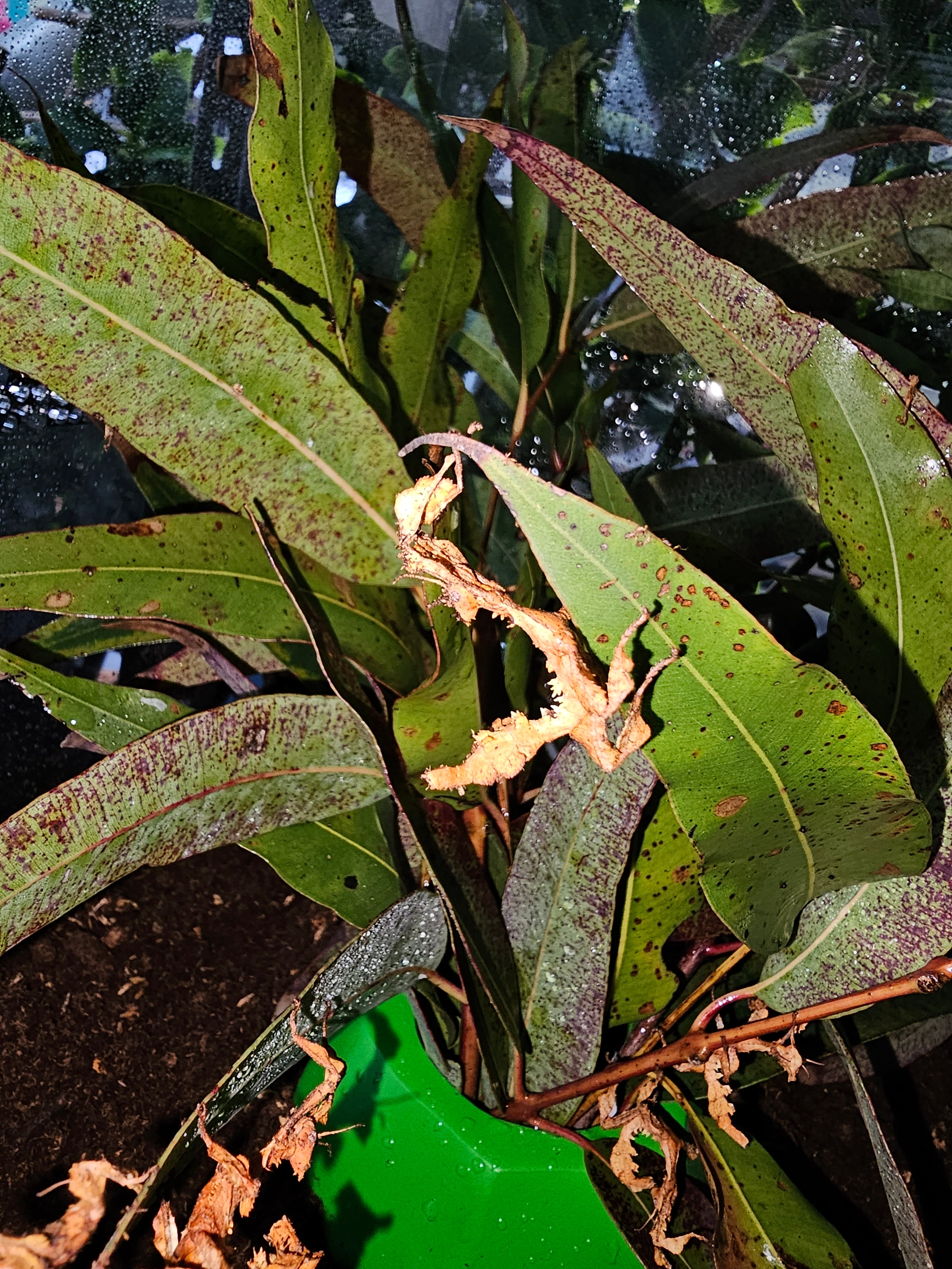 Live Spiny Leaf Insects