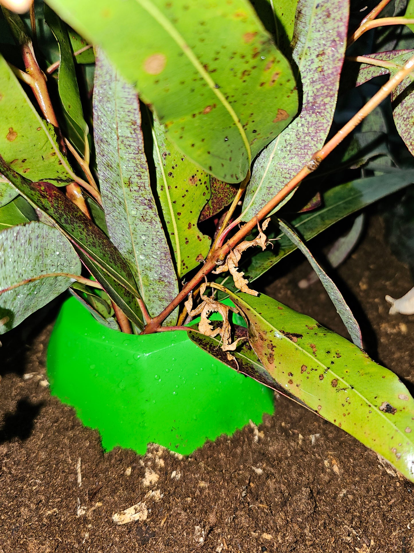 Live Spiny leaf insects