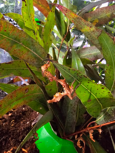 Live Spiny leaf insects