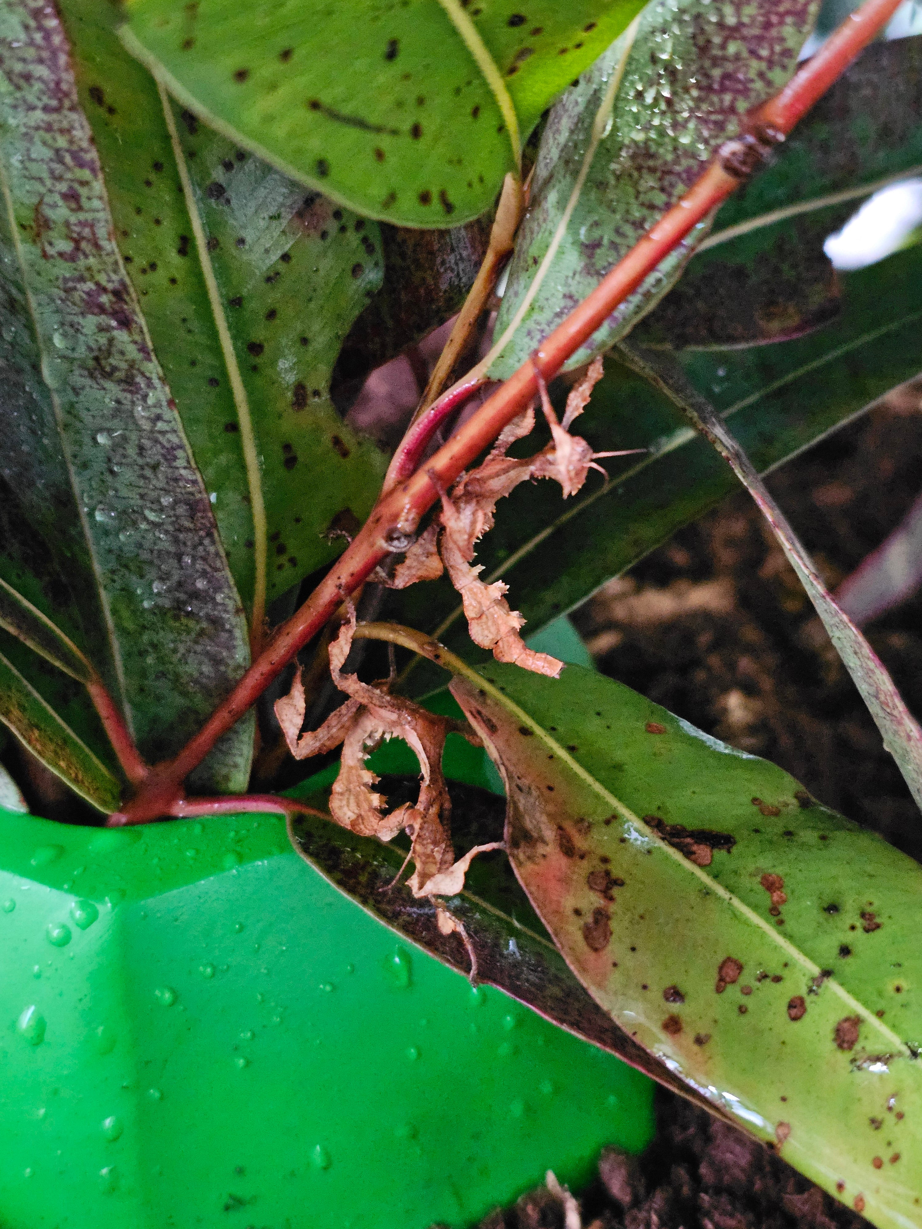 Live Spiny Leaf Insects