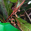 Live Spiny leaf insects