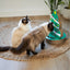 Cat Christmas Tree - Cardboard Scratcher & Ball Game