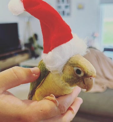 Christmas Pet Santa Hat