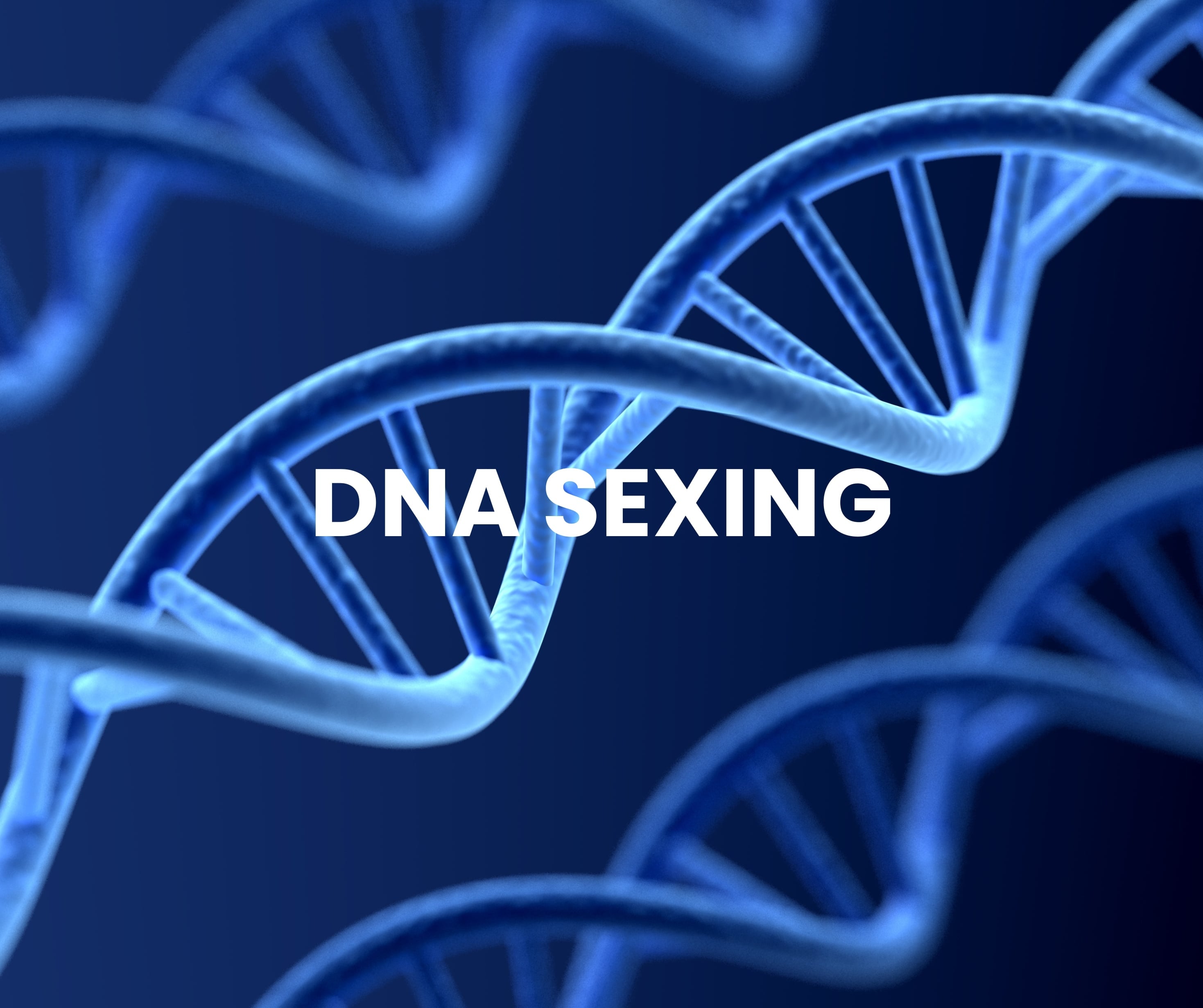 DNA Sexing