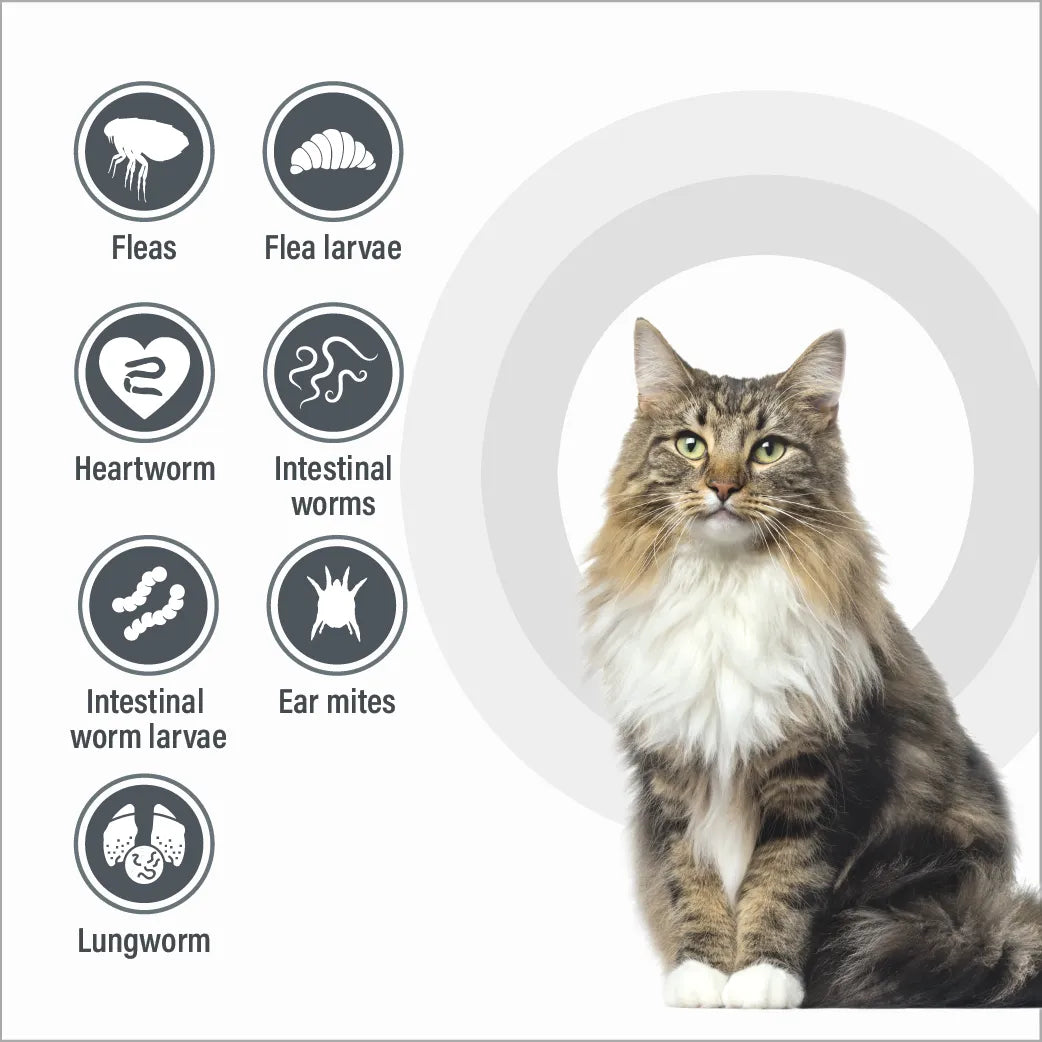 Talentcare® Spot-on for Cats over 4 kg (3 PACK)