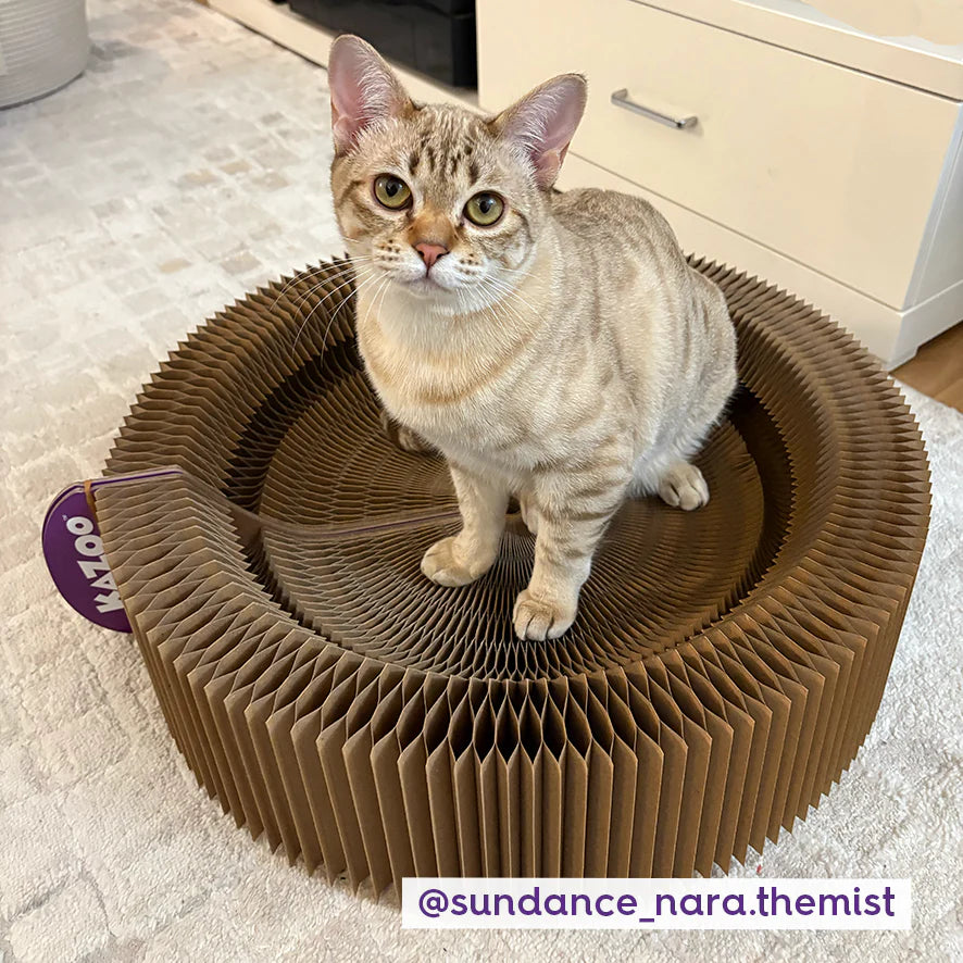 Accordion Bed Scratcher