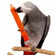 Medium Parrot Pencil Foot Toy
