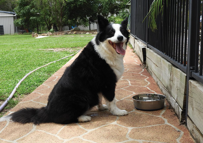 Zeez Stainless Steel Prestige Durapet Bowl