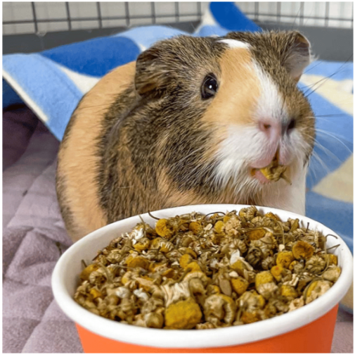 Little Cheeks Farm Fresh Pure Chamomile 35g