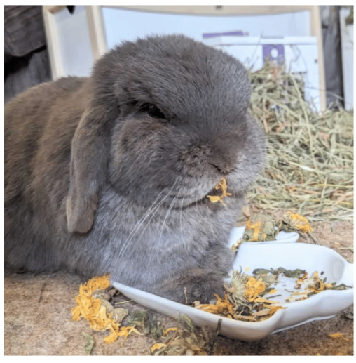 Little Cheeks Farm Fresh Pure Calendula 35g