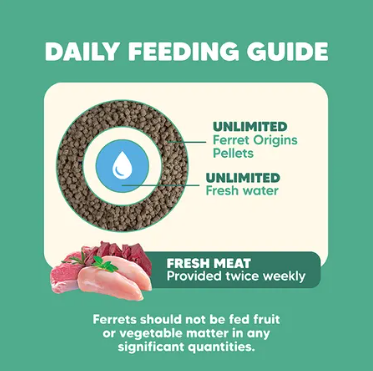Ferret Origins Diet