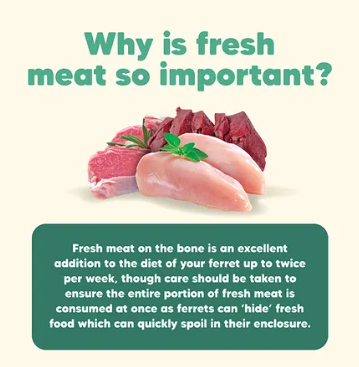Ferret Origins Diet
