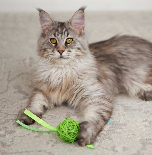 Kitty Wicker Play Ball