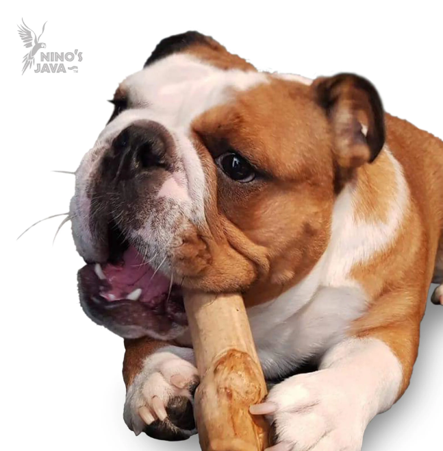 Nino Java Tuff Chew for Dogs