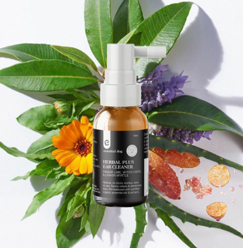 Herbal Ear Cleaner: Witch Hazel, Finger Lime and Lemon Myrtle