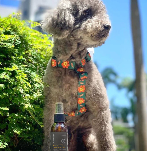 Sensitive Dog Deodoriser: Chamomile, Sweet Orange & Rosewood