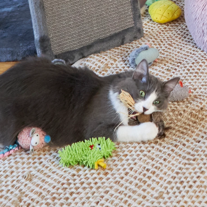 Scruffy Cactus with replacement catnip & silvervine