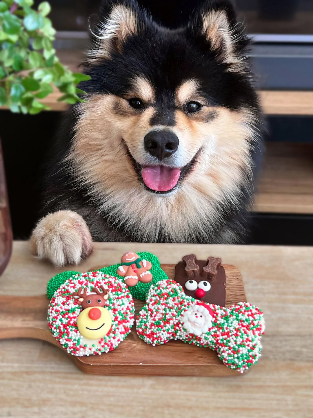 Christmas Rudolph Carob Dog Cookie