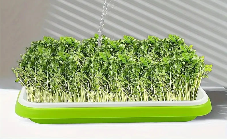 Large Sprouting Tray