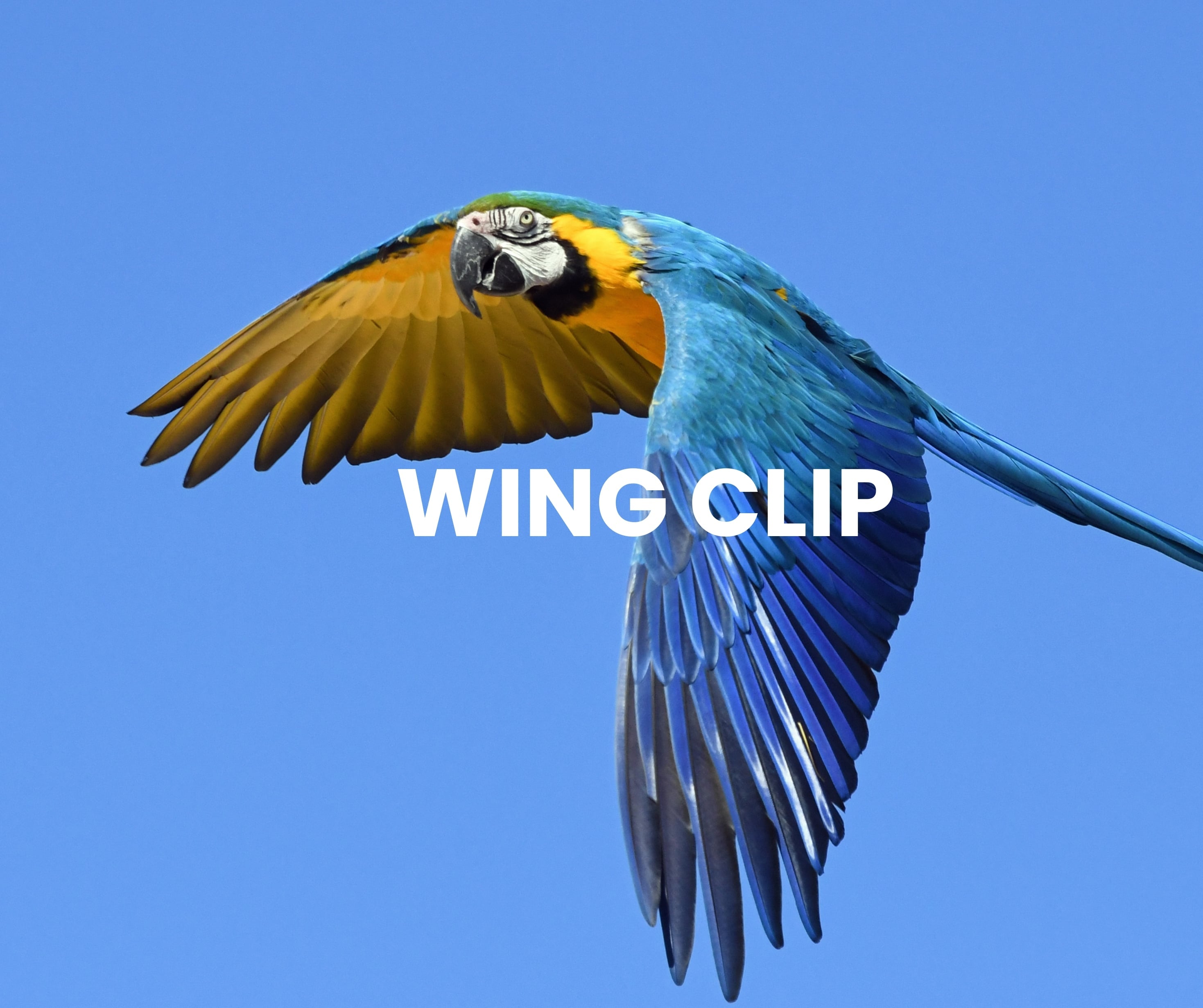 Wing Clip