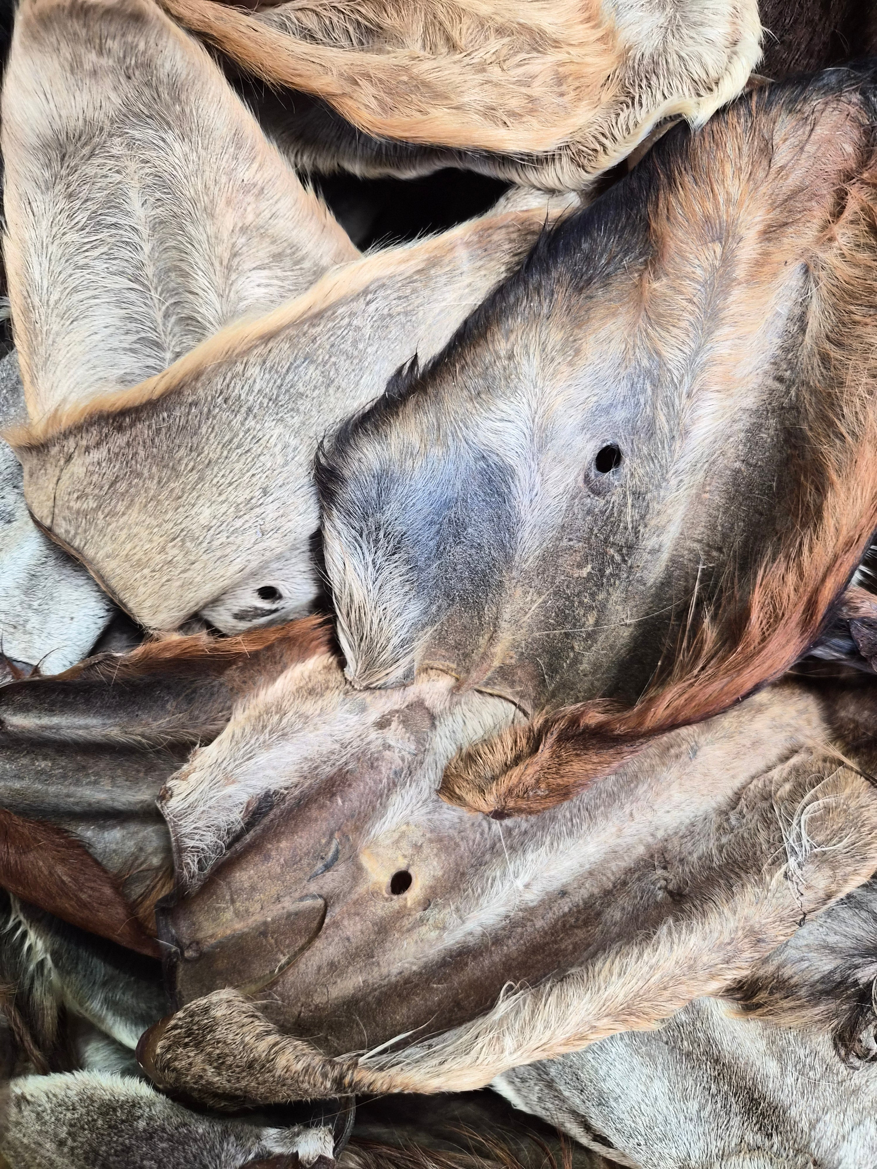 Cow Ear