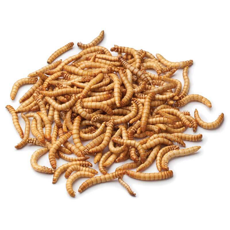 Mealworm