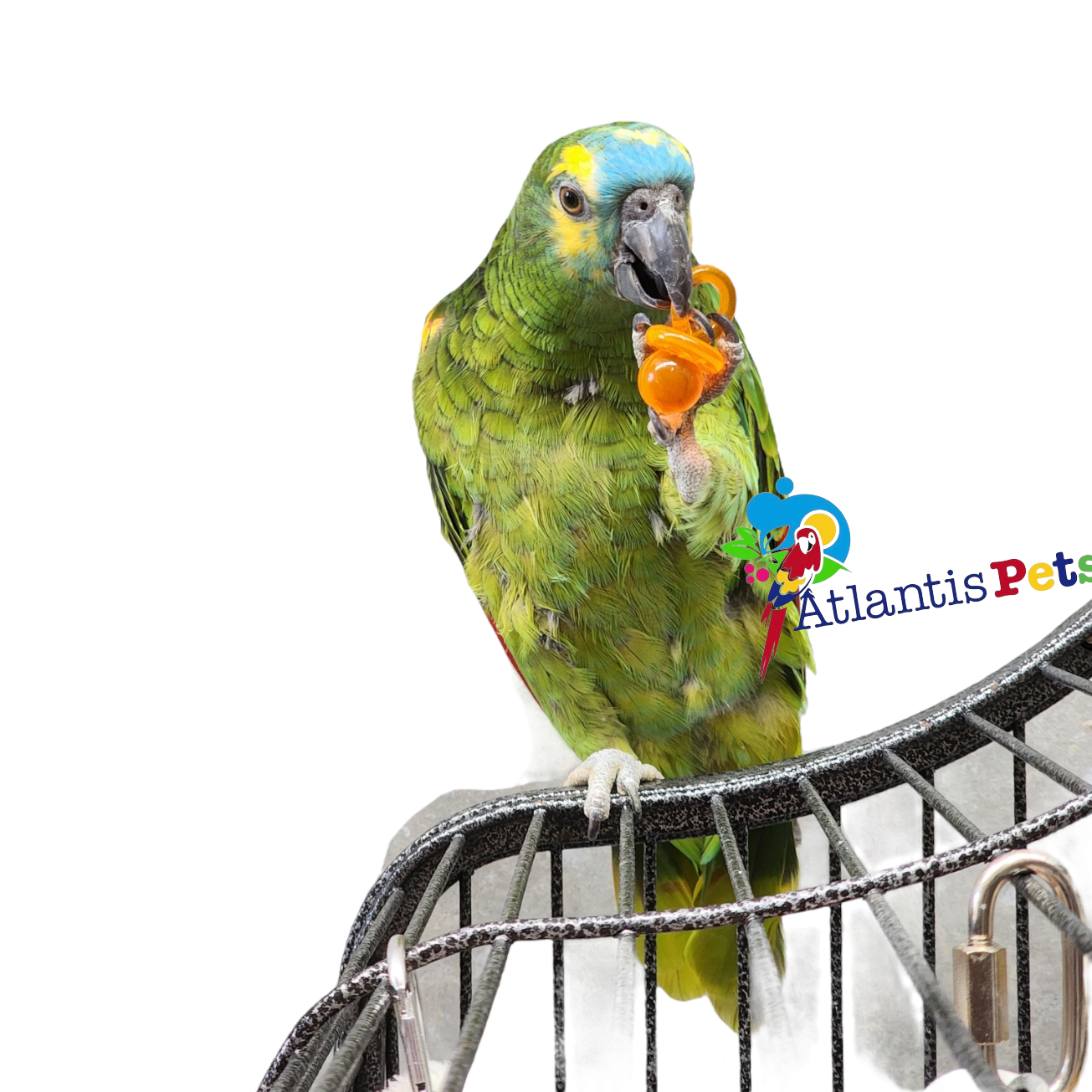 Parrot Pacifier Chunky Pacifier
